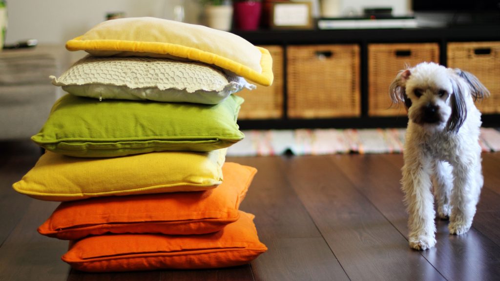 Cool cushions in a stack with a dog coming forward