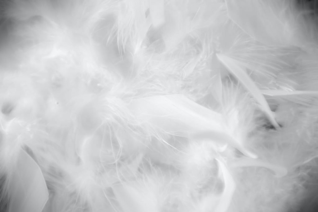 Feather and down from a feather insert shown up close