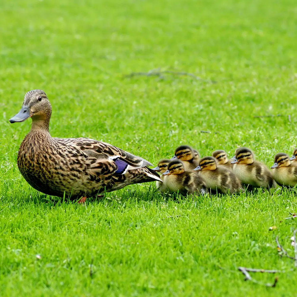 A mother duck with her ducklings. No animal products are used in our cushion inserts.