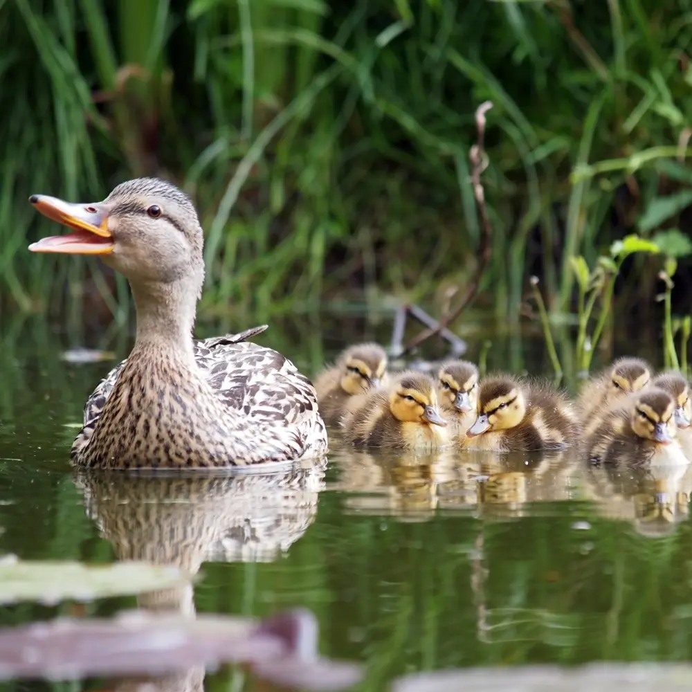 A mother duck is swimming with her ducklings.
